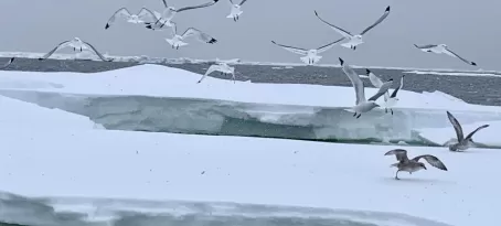 Flock of gulls