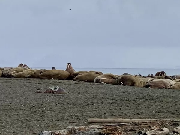 Group of walrus at Poolepynten