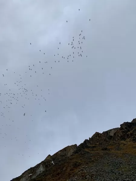 Little Auk Colony at Isbjornhamna