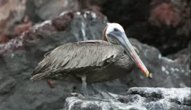 Mr. Brown Pelican - his regal look
