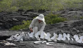 Examining the remains of a whale in the Galapagos