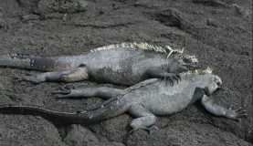 A pair of marine iguanas on Fernandina Island in the Galapagos