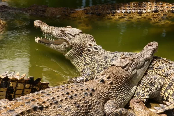 Saltwater crocodiles in Australia