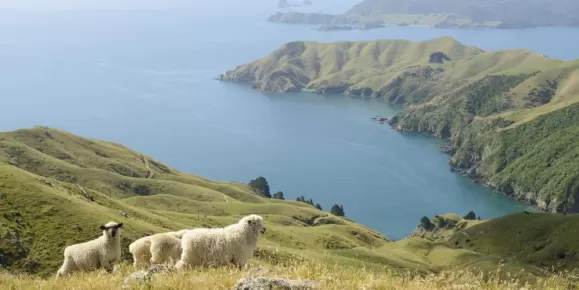 Sheep on a hillside overlooking Marlborough Sounds