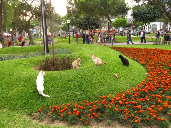 Kennedy Park, Miraflores