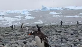 A gentoo on the move