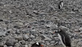 Penguin traffic