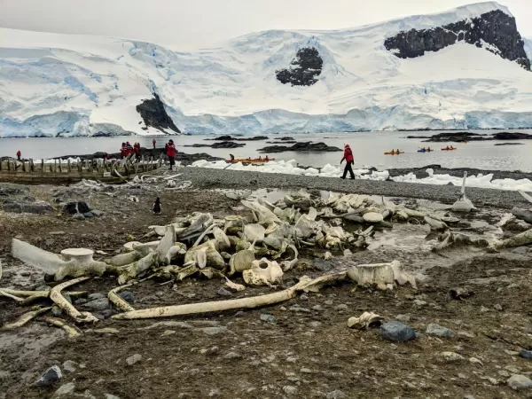 Remnants of the whaling industry