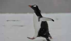 Penguino!
