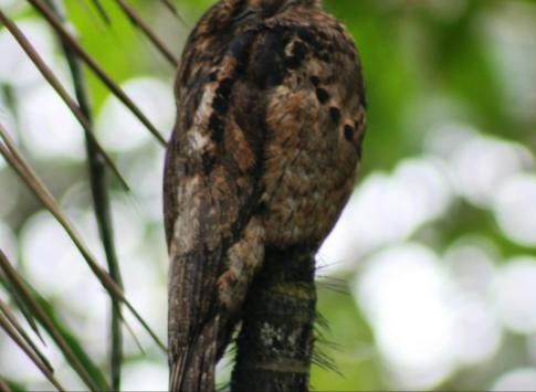 commom potoo on a palm