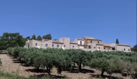 Trapani Vineyard