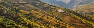 The terraced landscape of the Douro Valley