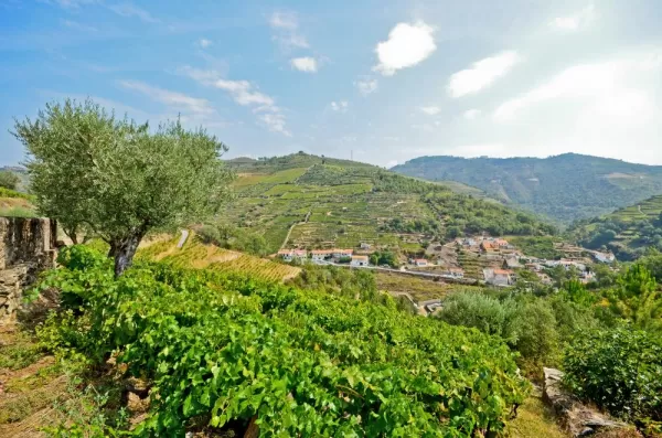 The famed vineyards of the Douro valley