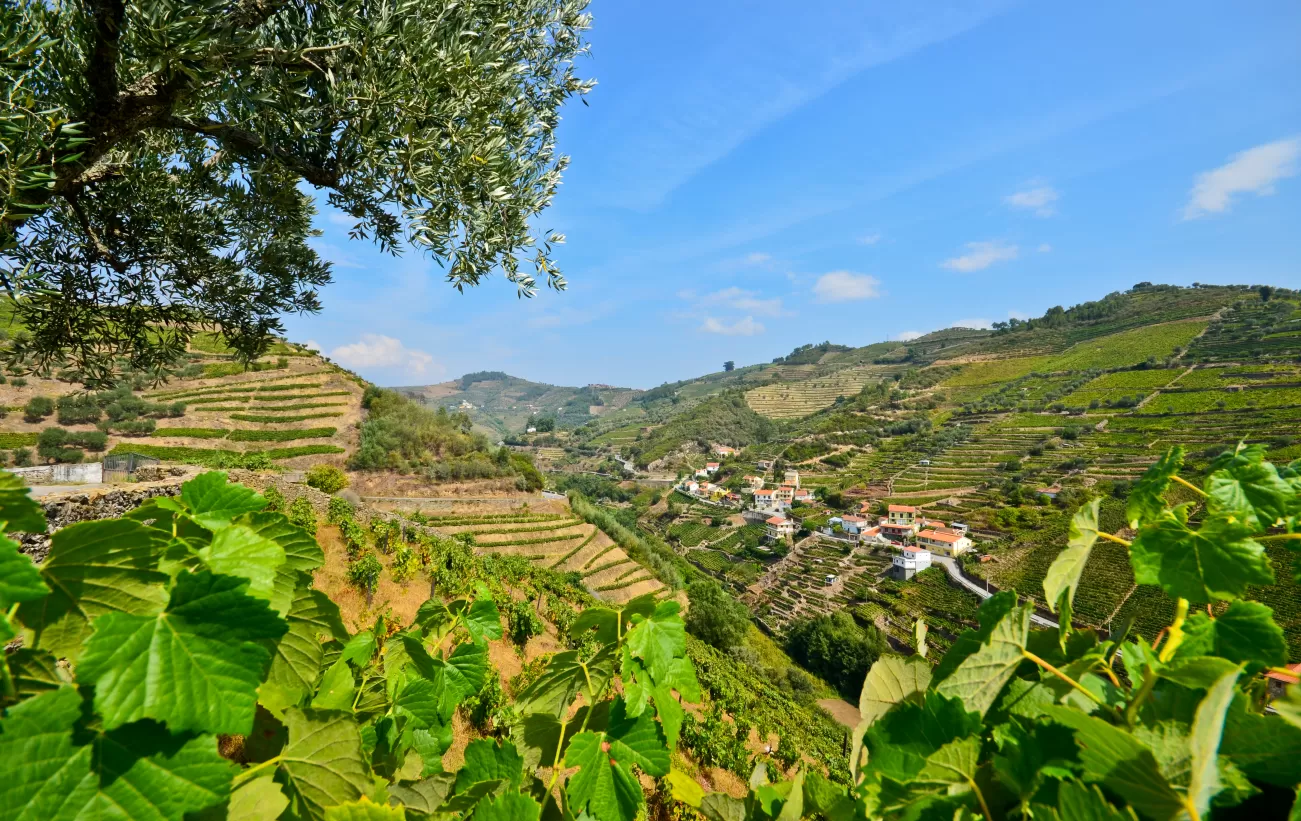 Explore the vineyards of the Douro river valley