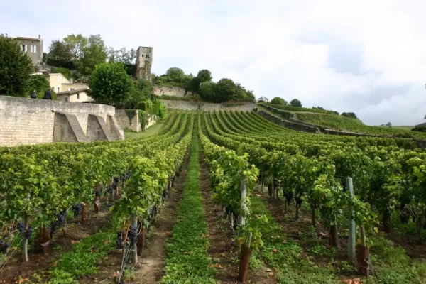 Wander the vineyards of France's Bordeaux region
