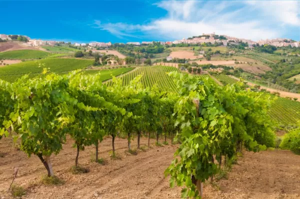 Visit the famed vineyards of France