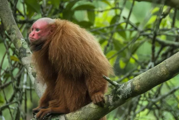 A bald uakari in the Peruvian Amazon