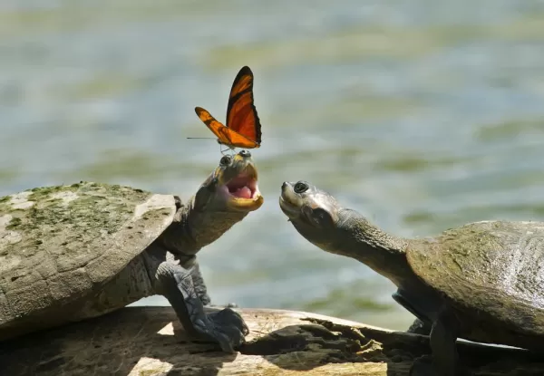 Turtles and a butterfly