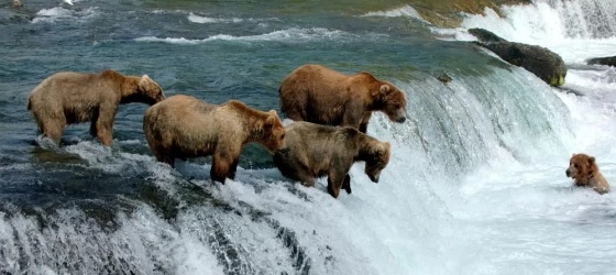 Watch bears fishing for salmon