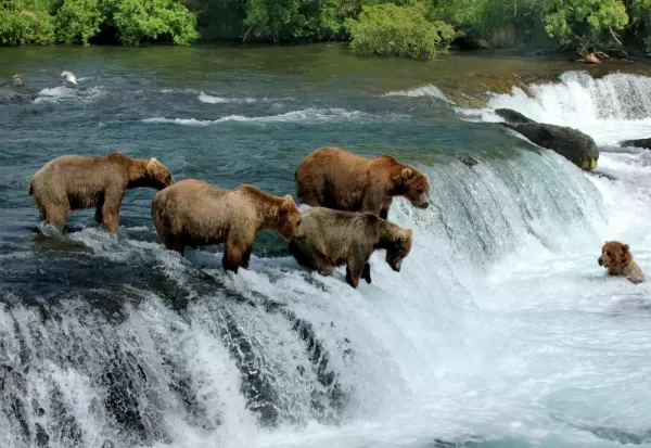 Watch bears fishing for salmon