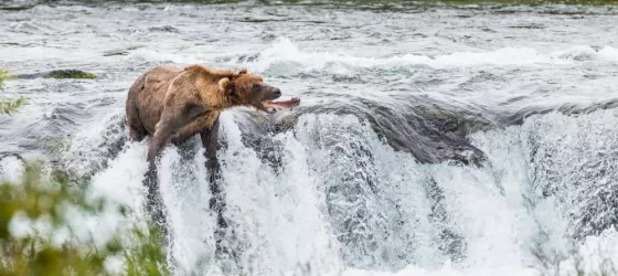 A bear catches a fish as it swims upstream