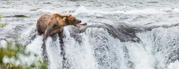 A bear catches a fish as it swims upstream