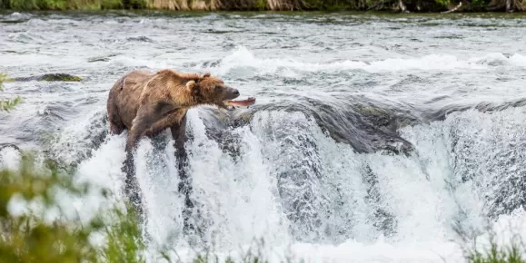 A bear catches a fish as it swims upstream