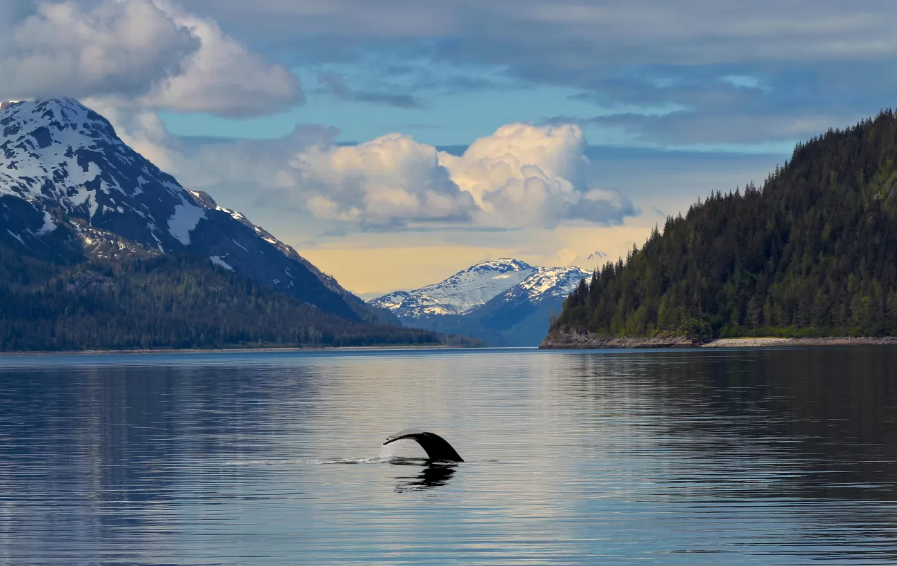 Calm waters disturbed only by the flick of a whale's tail