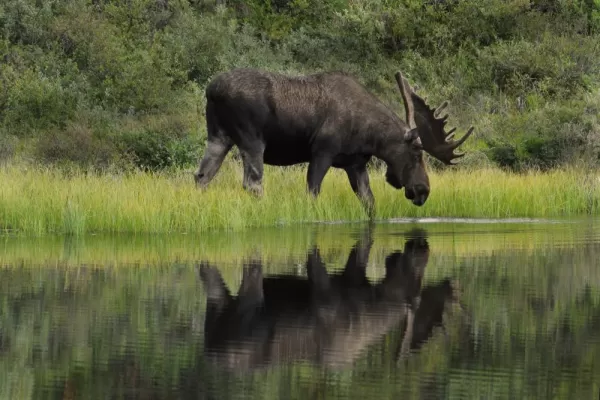 A bull moose browses for food