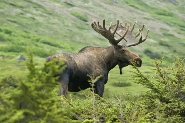 Look out for moose, the largest members of the deer family