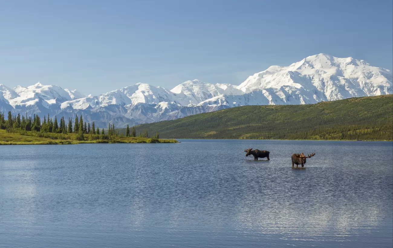 Moose browse in a lake in Denali National Park