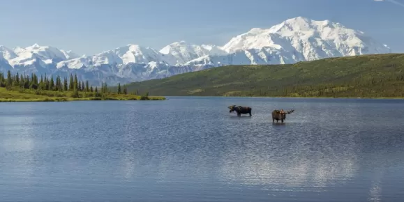 Moose browse in a lake in Denali National Park
