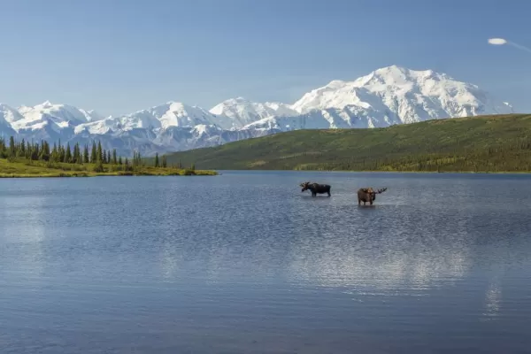 Moose browse in a lake in Denali National Park