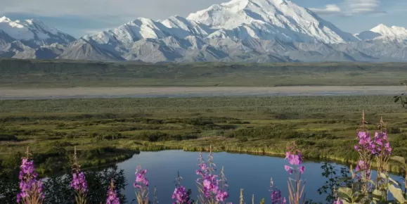 Fireweed blooms before majestic Denali