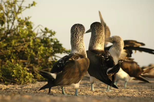 See Blue-footed boobies and other wildlife on your Galapagos tour