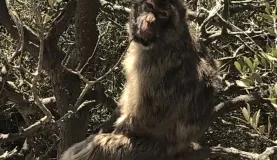 Barbary ape in Gibraltar
