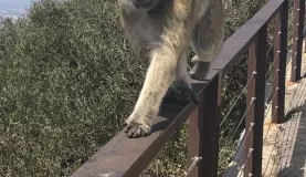 Barbary Ape in Gibraltar
