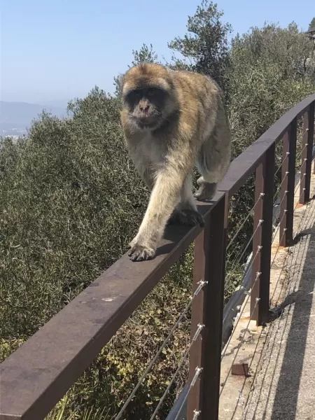 Barbary Ape in Gibraltar