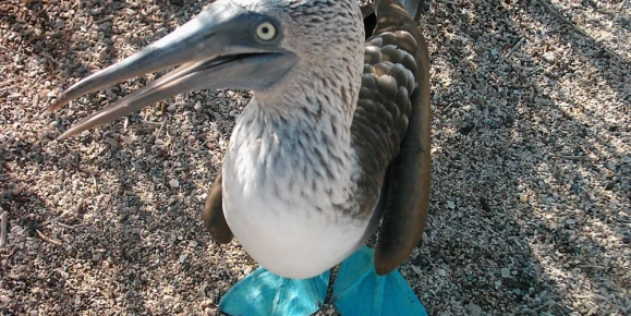 Blue-footed Booby resting in the shade in the Galapagos Islands