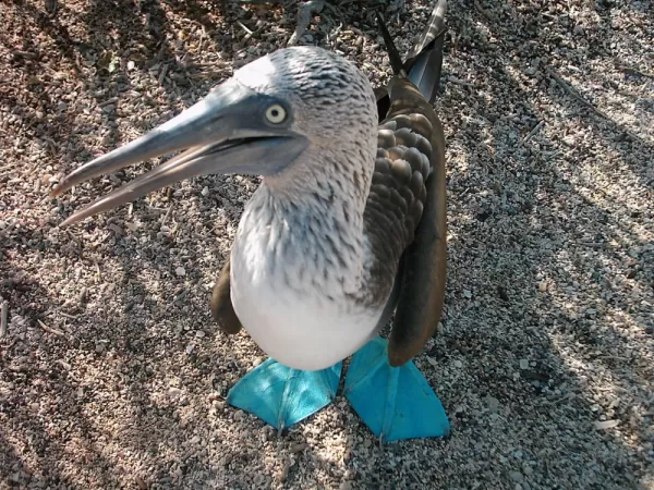 Blue-footed Booby resting in the shade in the Galapagos Islands