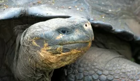 Get up close to a Galapagos Tortoise!