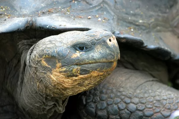 Get up close to a Galapagos Tortoise!