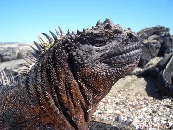 Marine iguana sunning itself in the Galapagos Islands