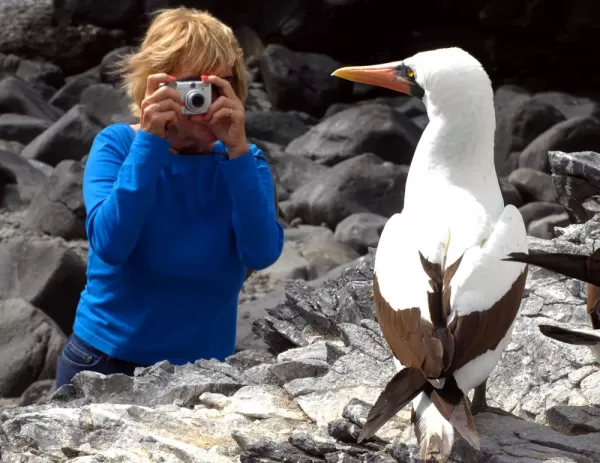 Photographing a Masked Booby in the Galapagos