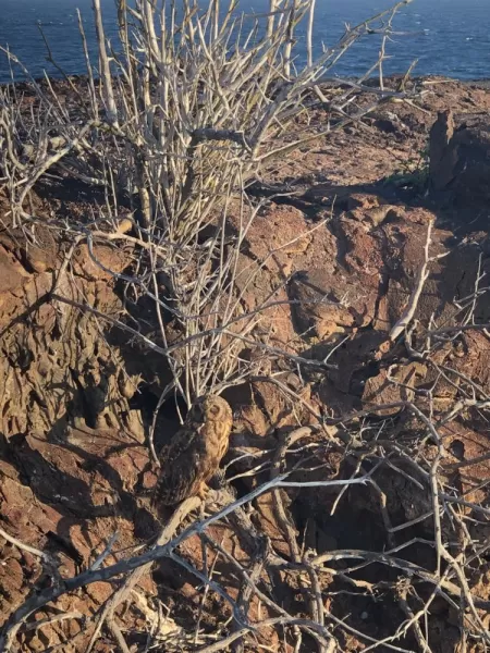 Closer picture of the short-eared owl. Not easy to see, but we ended up getting pretty close to this guy