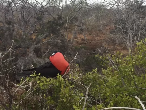 A frigate bird showing off its inflation skills