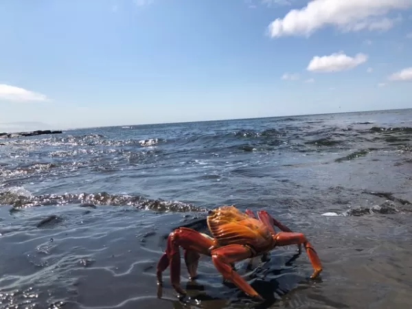 Sally Lightfoot Crab in the surf