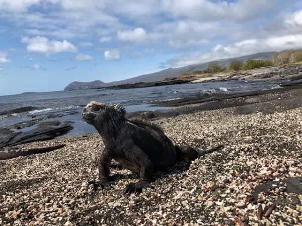 Close iguana encounters