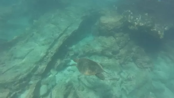 I realized on this trip that I am terrible at GoPro. But, that's a sea turtle...