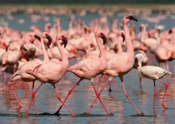Flamingos gather in Tanzania